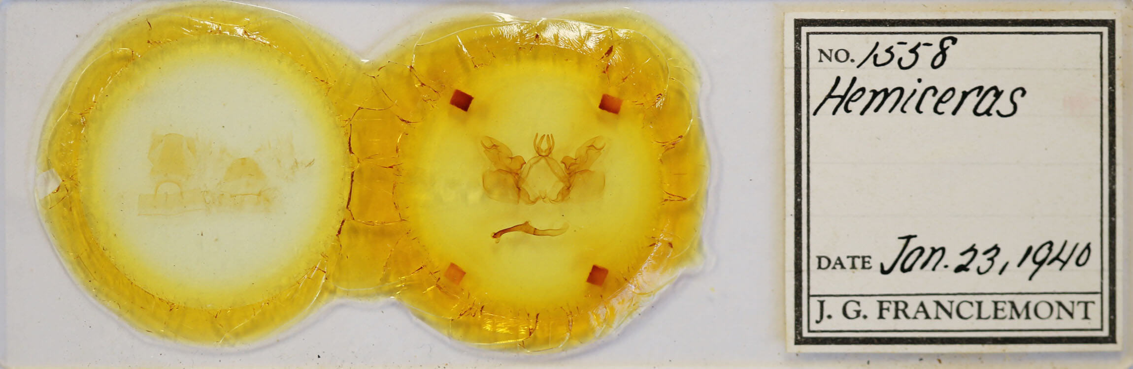 slide view of adult Hemiceras sp.