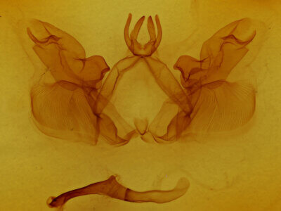 genitalia view of adult Hemiceras sp.