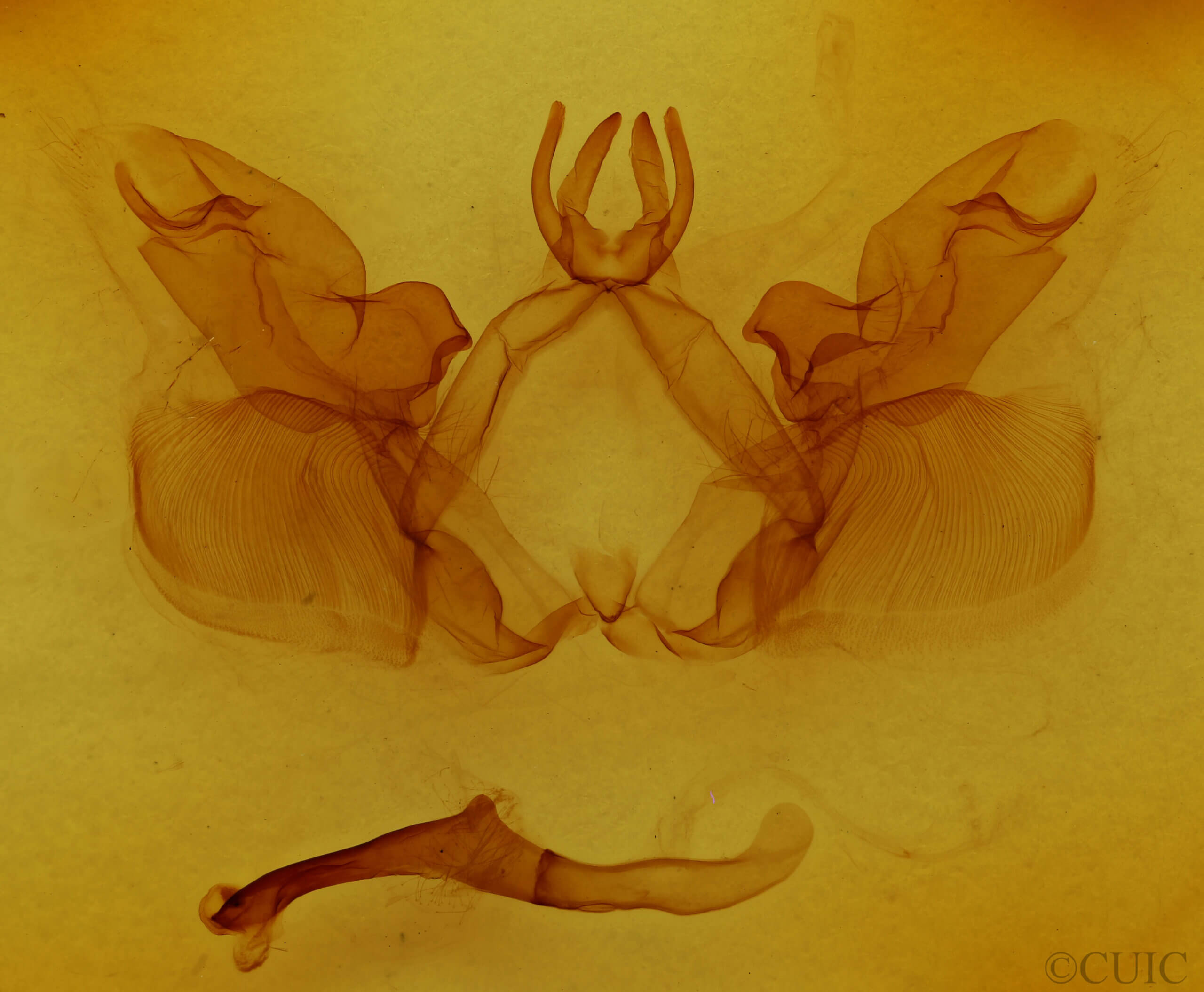 genitalia view of adult Hemiceras sp.