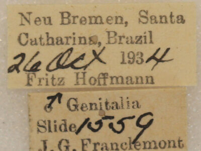 label view of adult Lichya n. gen.