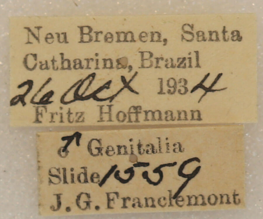 label view of adult Lichya n. gen.