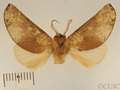 dorsal view of adult Lichya n. gen.