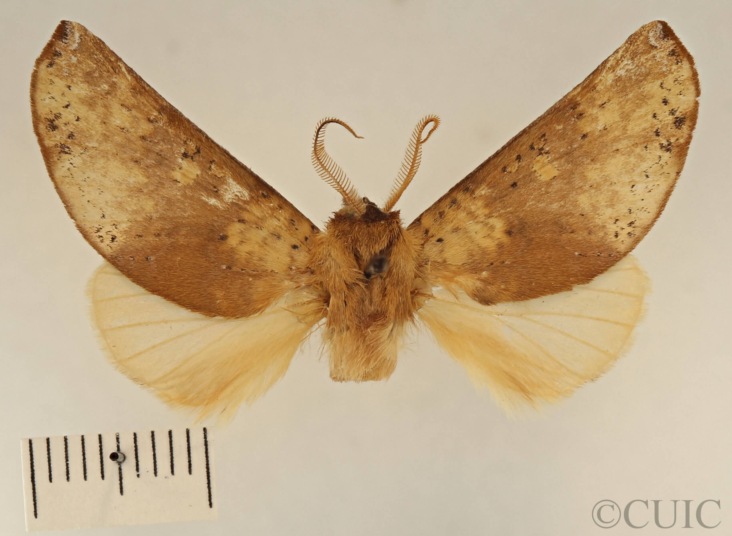 dorsal view of adult Lichya n. gen.