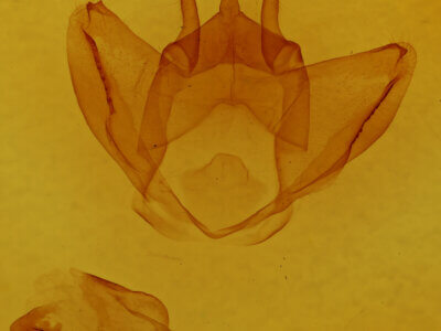 genitalia view of adult Lichya n. gen.