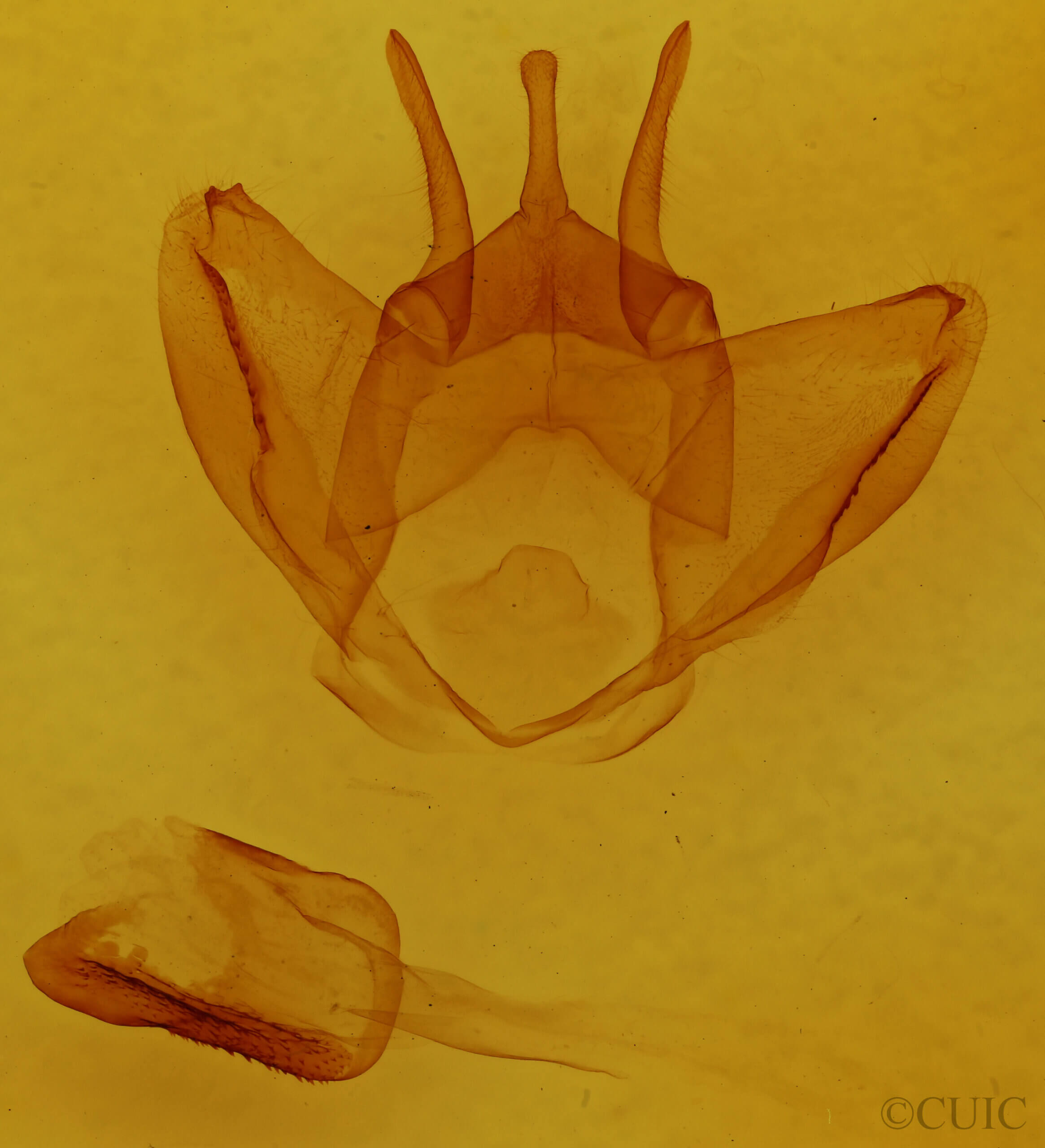 genitalia view of adult Lichya n. gen.