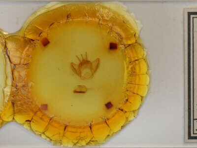 slide view of adult Lichya n. gen.