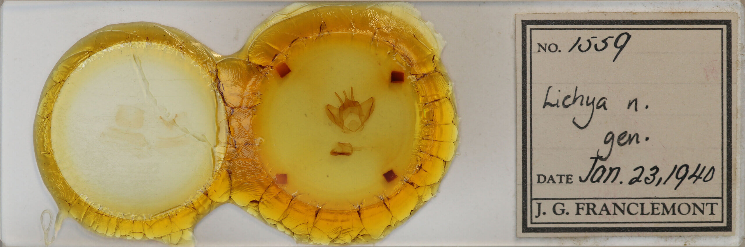 slide view of adult Lichya n. gen.