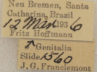 label view of adult Lichya n. gen.