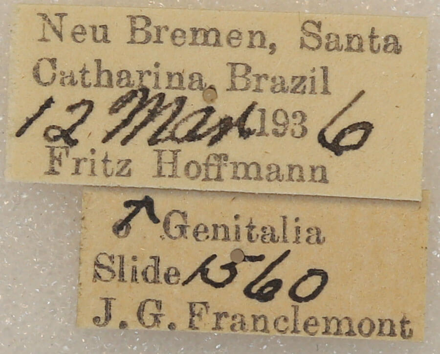 label view of adult Lichya n. gen.