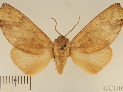 dorsal view of adult Lichya n. gen.