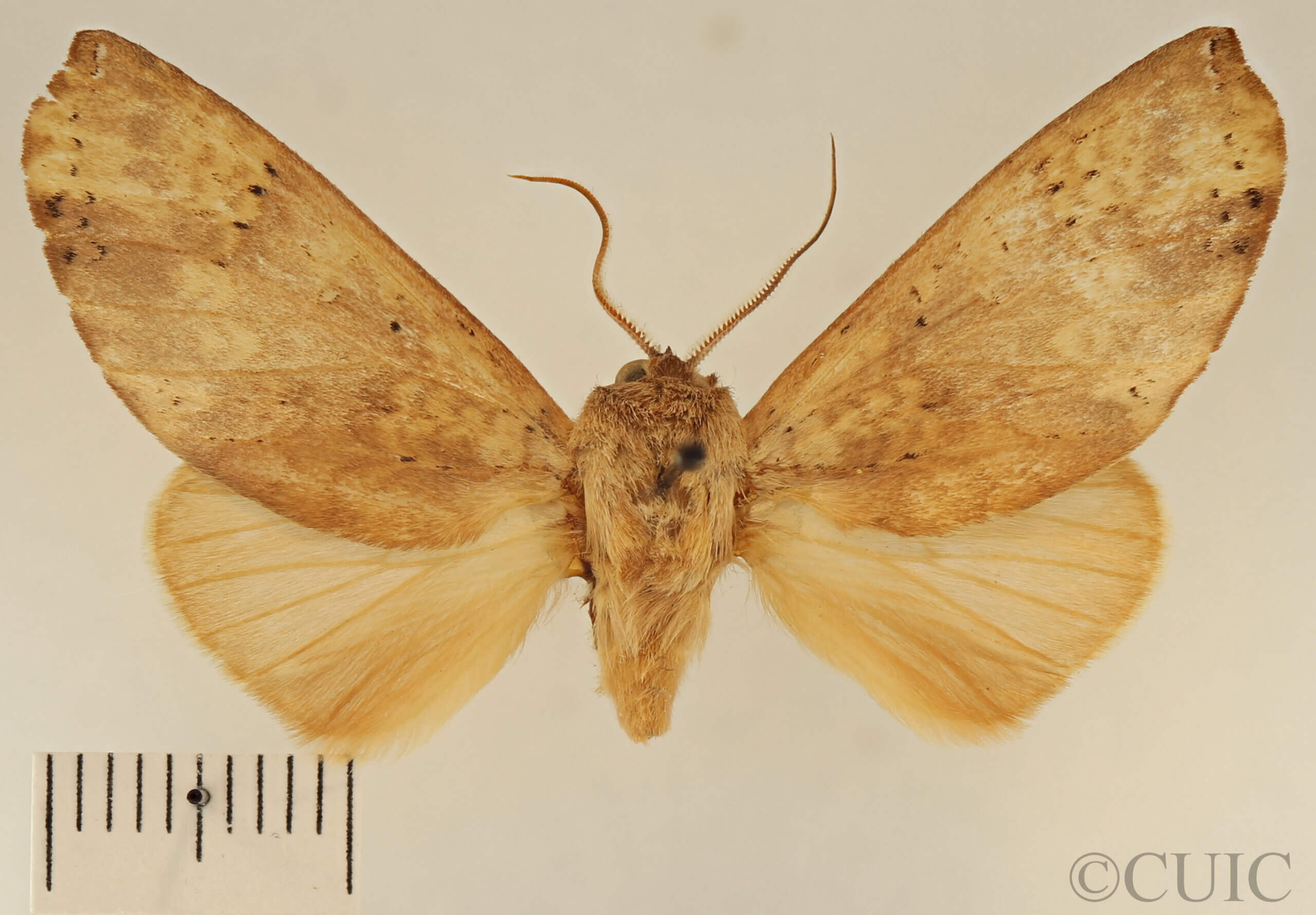 dorsal view of adult Lichya n. gen.