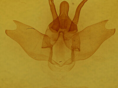 genitalia view of adult Lichya n. gen.