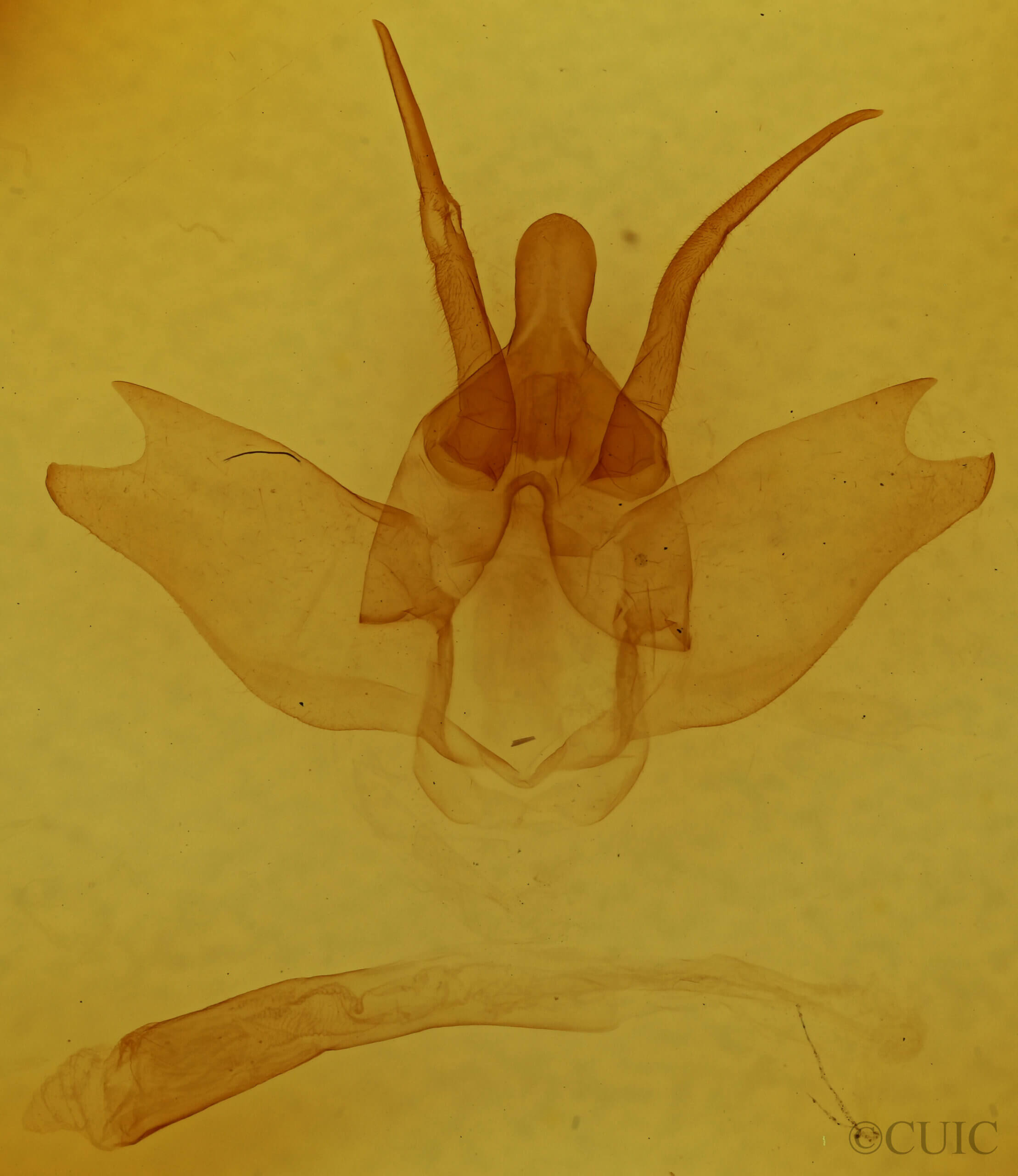genitalia view of adult Lichya n. gen.