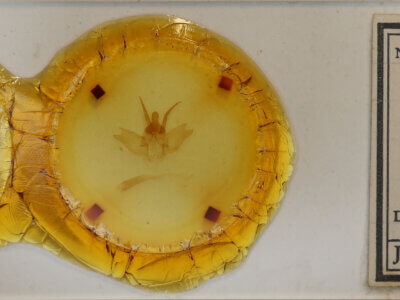 slide view of adult Lichya n. gen.