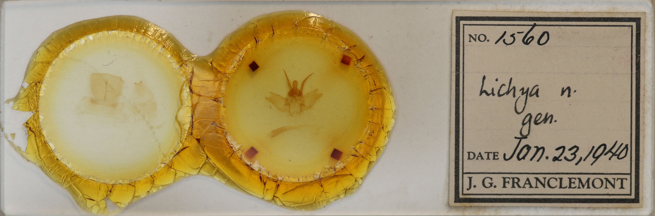 slide view of adult Lichya n. gen.