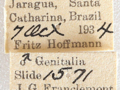 label view of adult Meragisa sp. 7