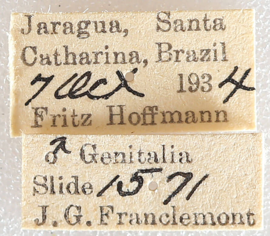 label view of adult Meragisa sp. 7