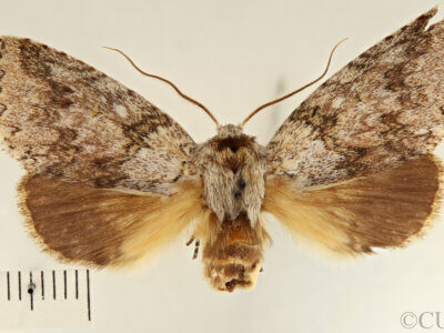 dorsal view of adult Meragisa sp. 7