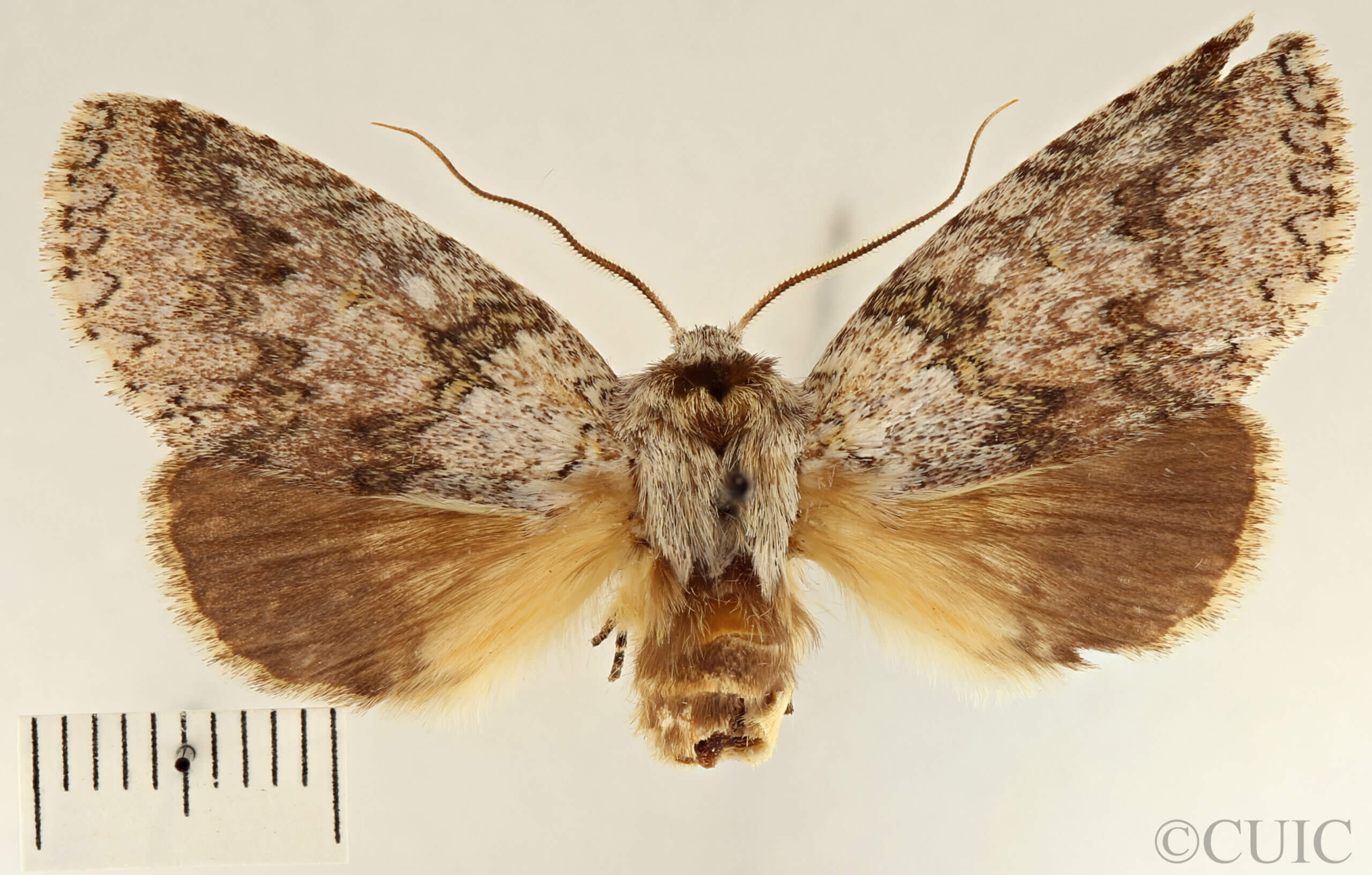 dorsal view of adult Meragisa sp. 7