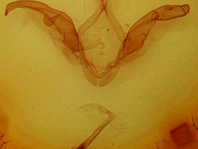 genitalia view of adult Meragisa sp. 7