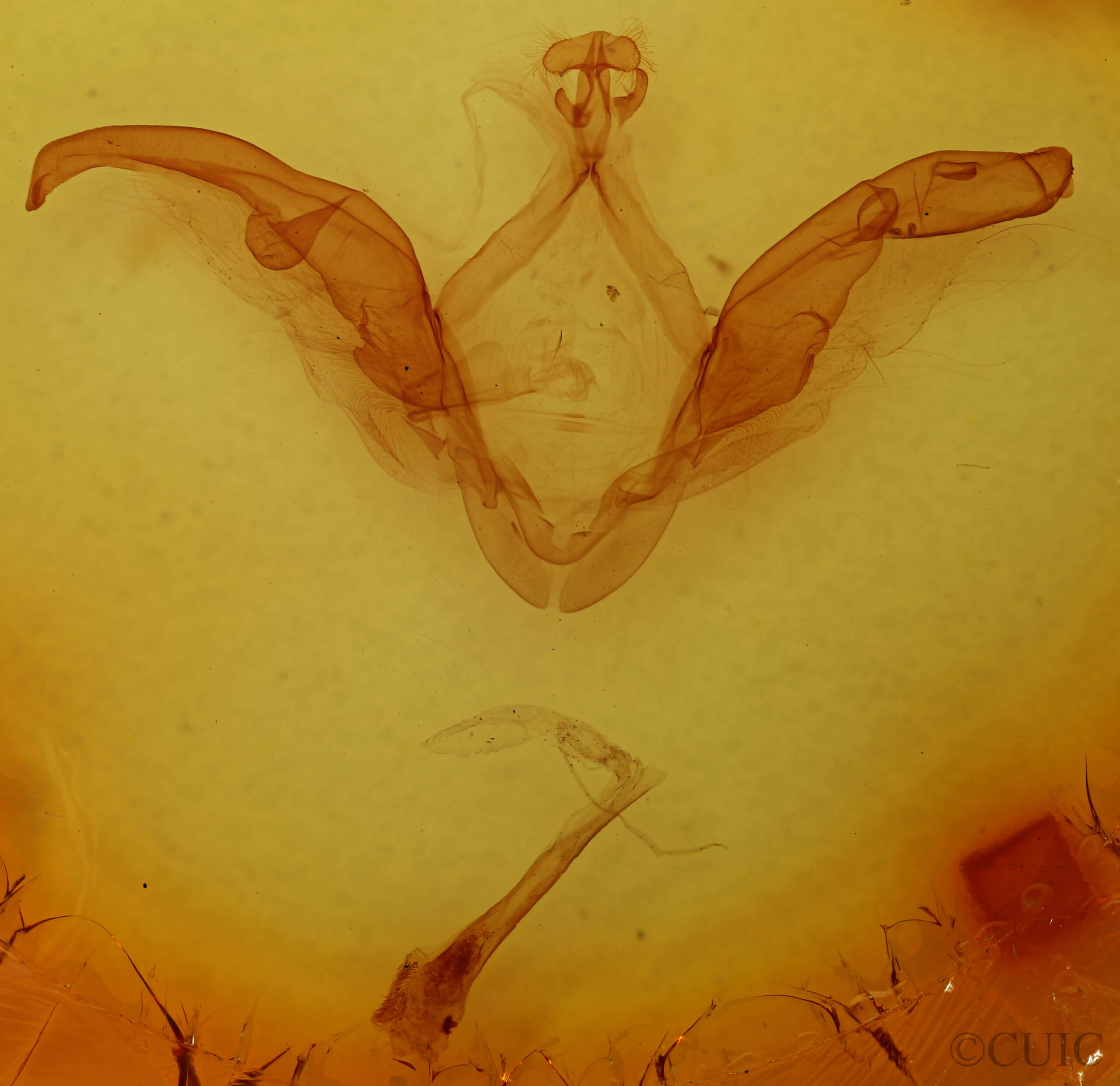 genitalia view of adult Meragisa sp. 7