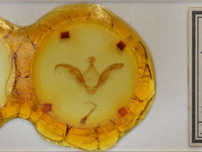 slide view of adult Meragisa sp. 7