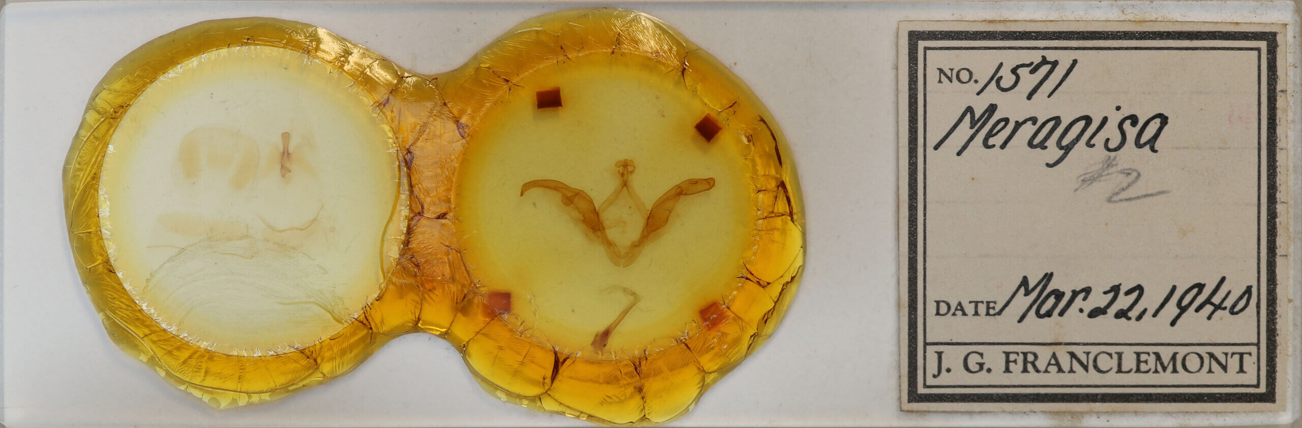 slide view of adult Meragisa sp. 7