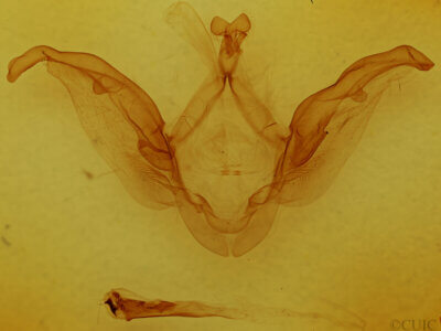 genitalia view of adult Meragisa sp. 1
