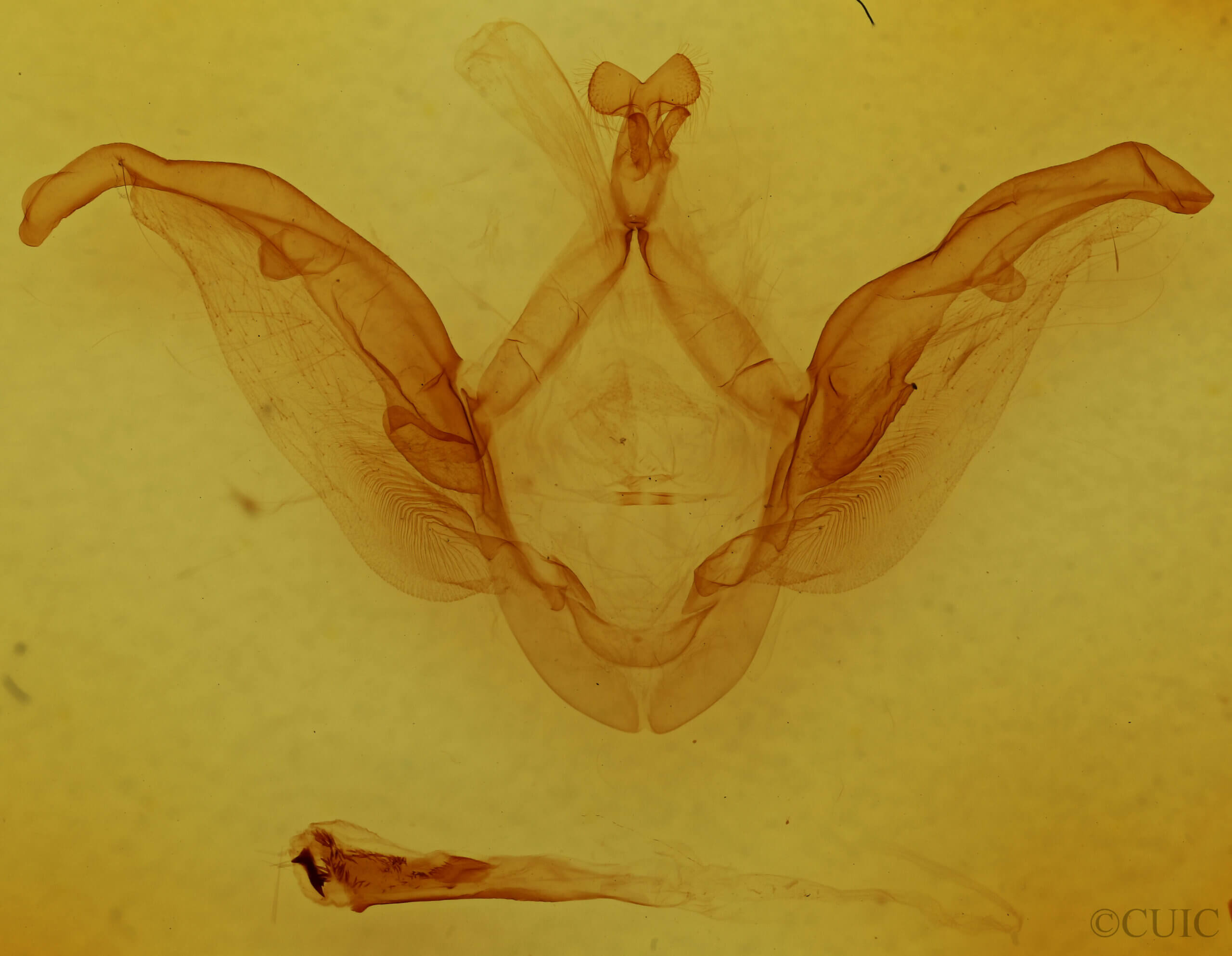 genitalia view of adult Meragisa sp. 1