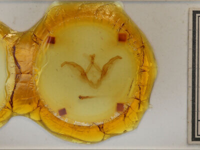 slide view of adult Meragisa sp. 1