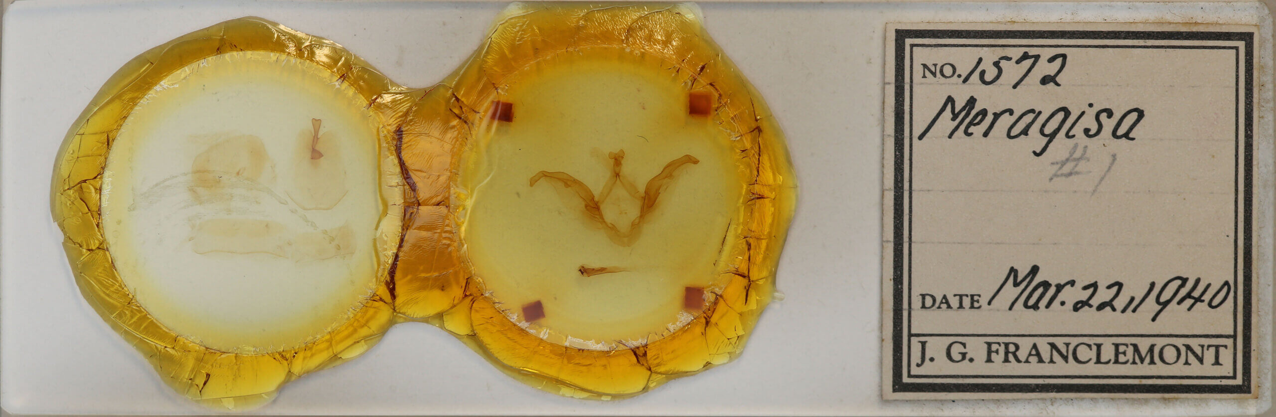 slide view of adult Meragisa sp. 1