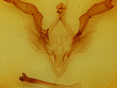 genitalia view of adult Meragisa sp. 6