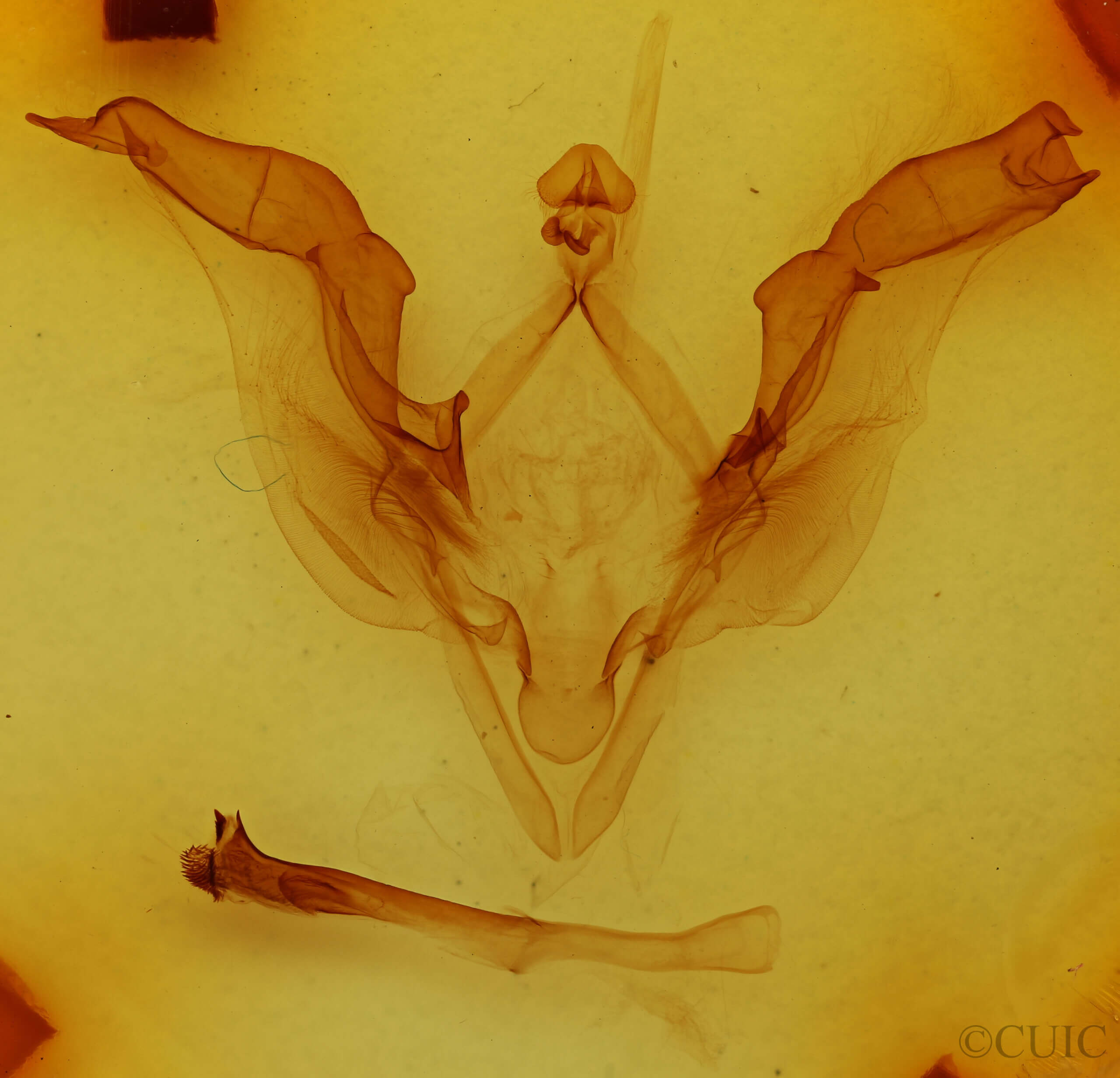 genitalia view of adult Meragisa sp. 6