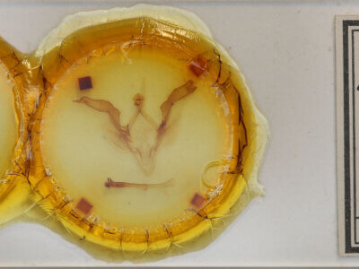 slide view of adult Meragisa sp. 6