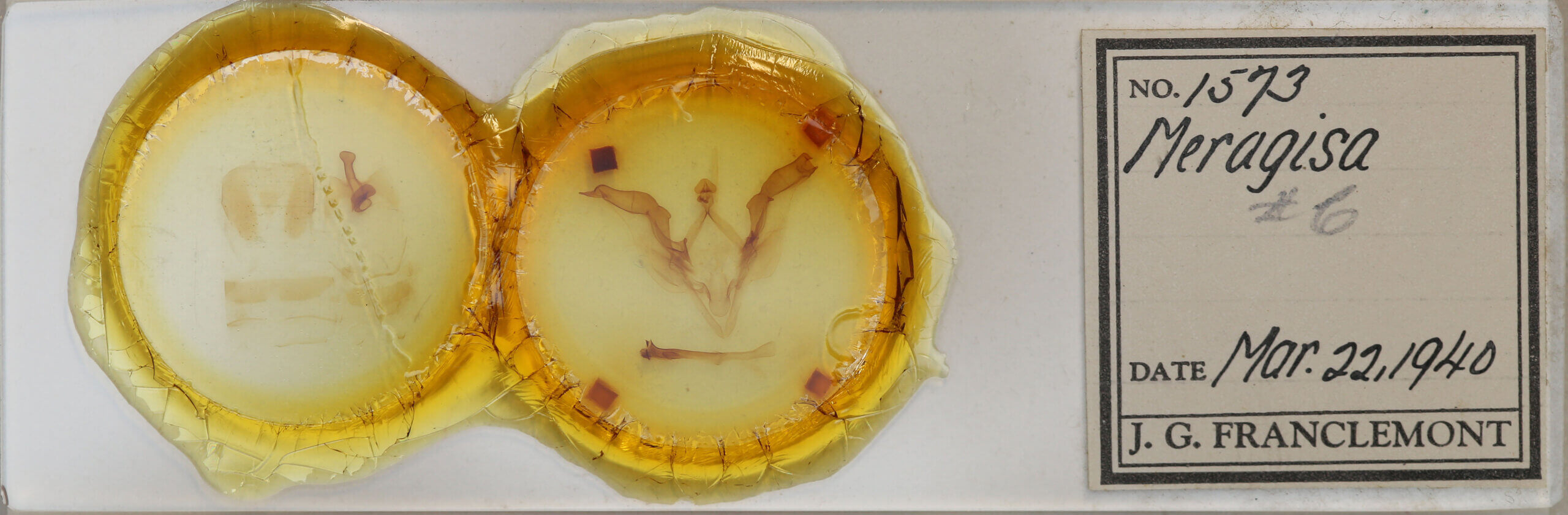 slide view of adult Meragisa sp. 6