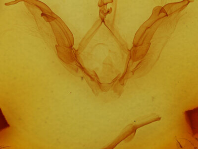 genitalia view of adult Meragisa sp. 7
