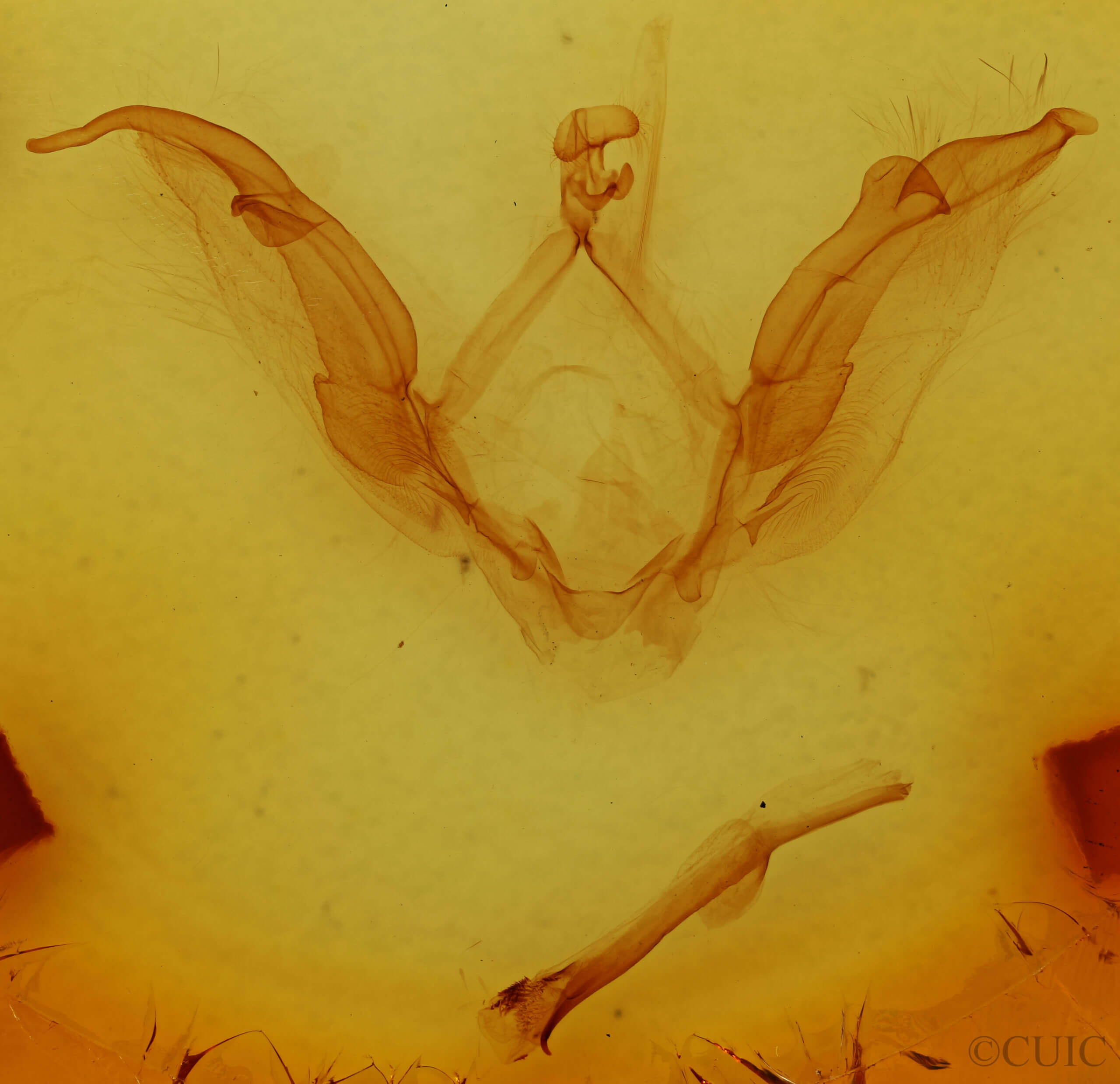genitalia view of adult Meragisa sp. 7