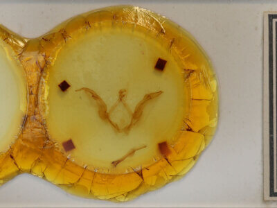 slide view of adult Meragisa sp. 7