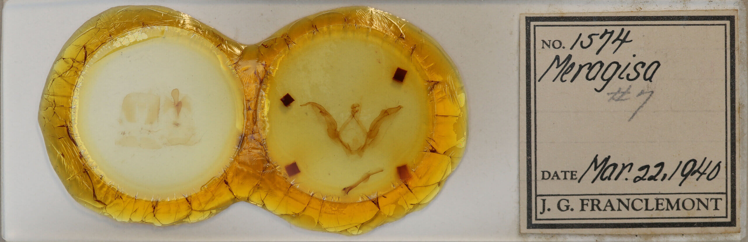 slide view of adult Meragisa sp. 7