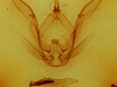 genitalia view of adult Rifargia ? distinguenda