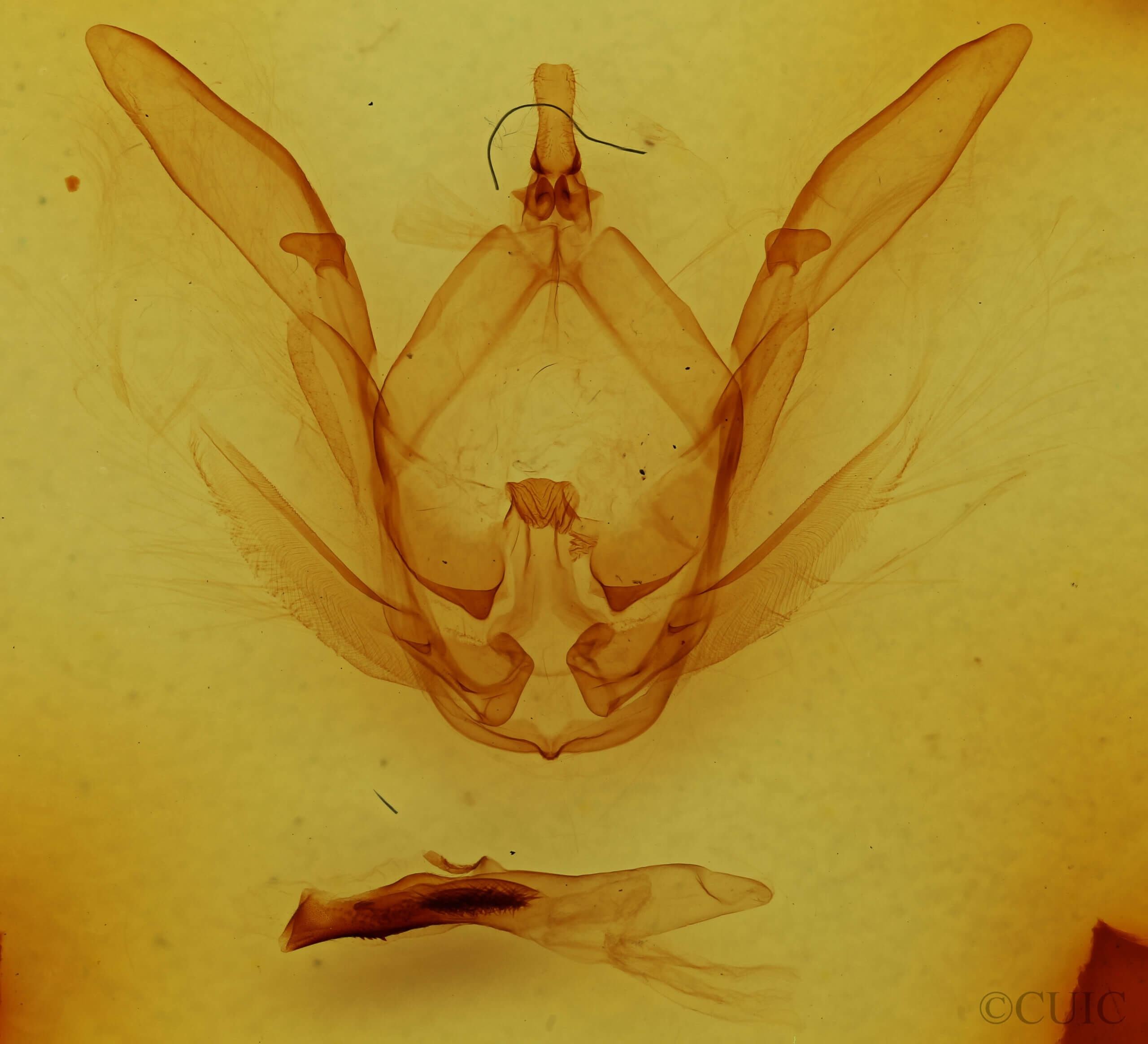 genitalia view of adult Rifargia ? distinguenda