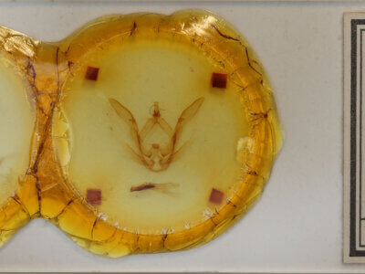 slide view of adult Rifargia ? distinguenda