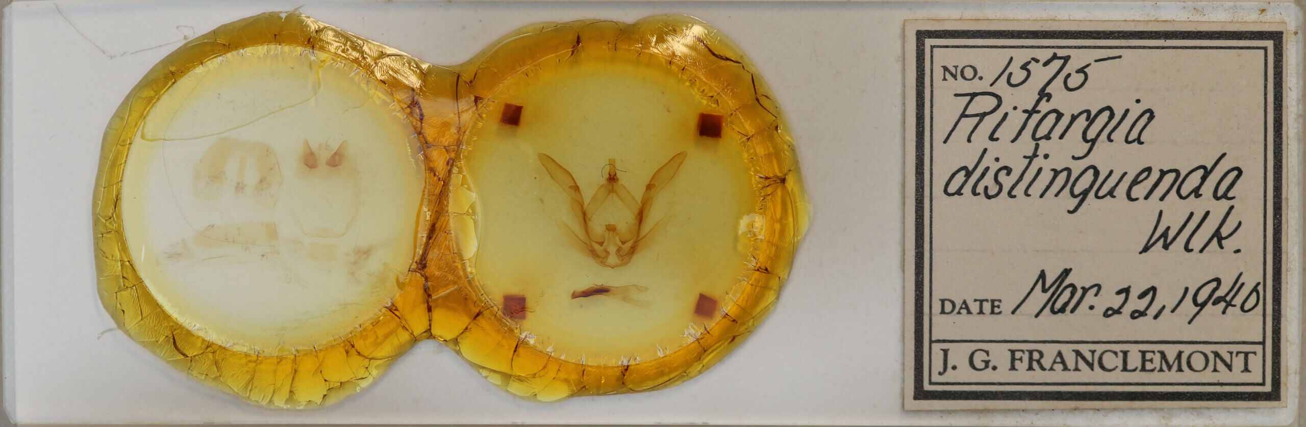 slide view of adult Rifargia ? distinguenda