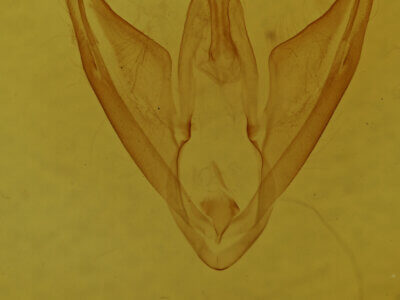 genitalia view of adult Calpe sp.