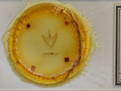 slide view of adult Calpe sp.