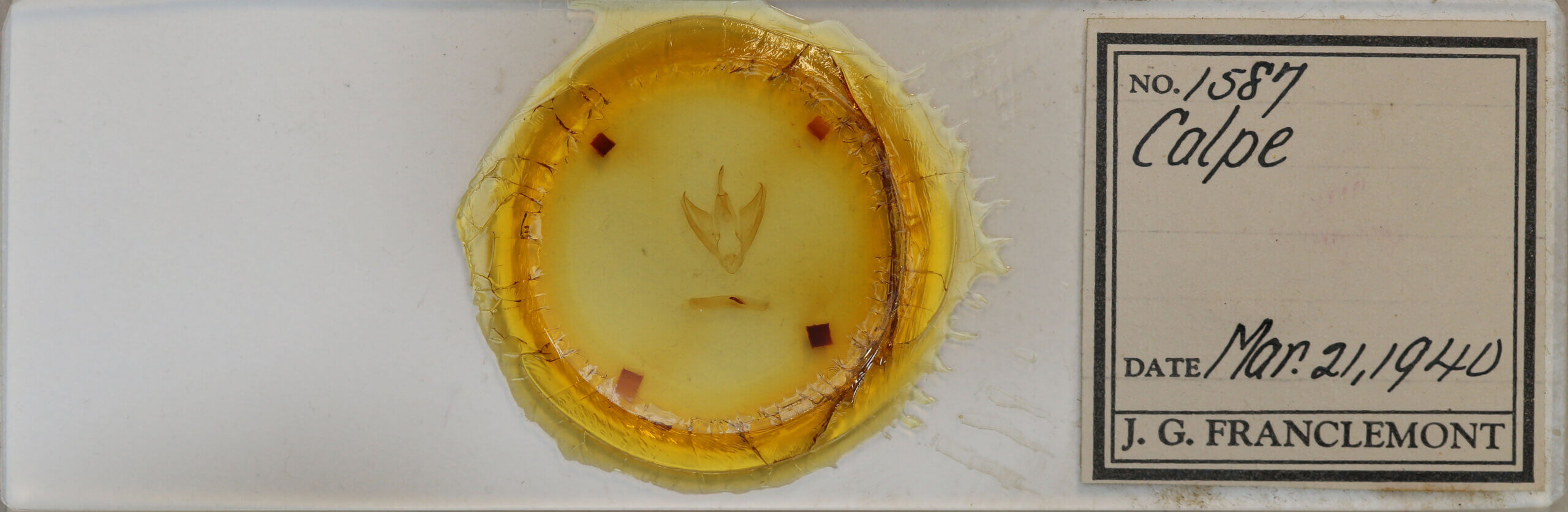 slide view of adult Calpe sp.