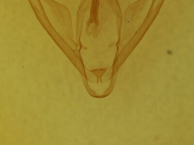 genitalia view of adult Calpe sp.