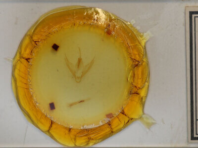 genitalia view of adult Calpe sp.