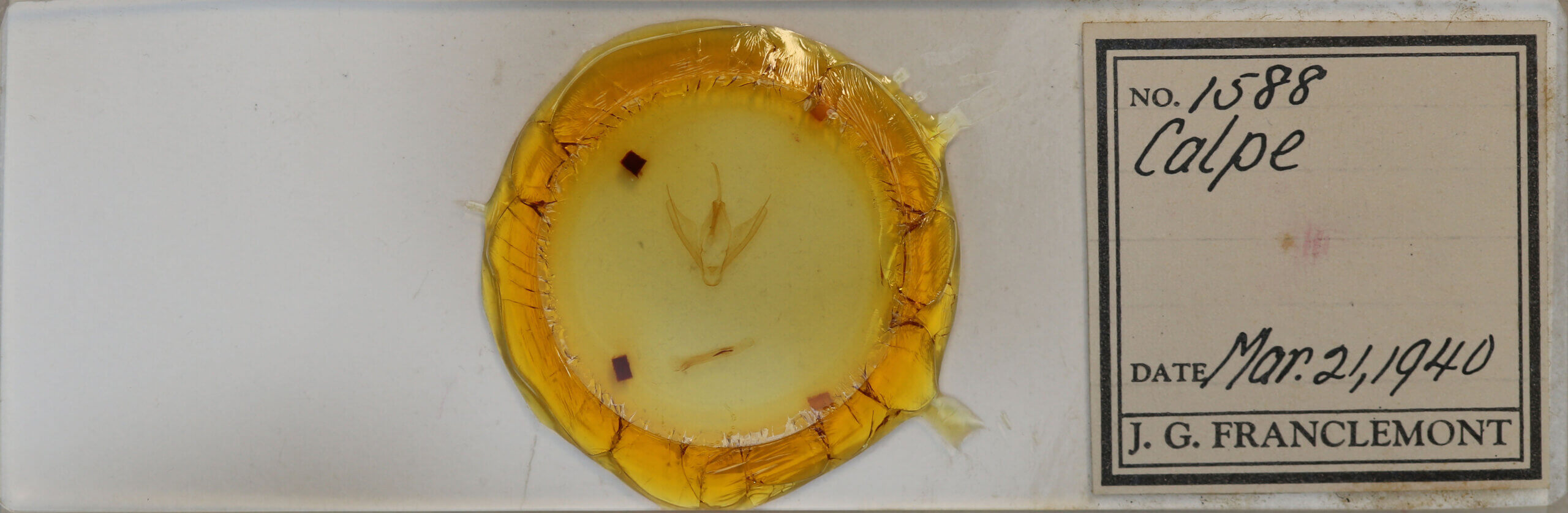 genitalia view of adult Calpe sp.