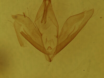 genitalia view of adult Calpe sp.